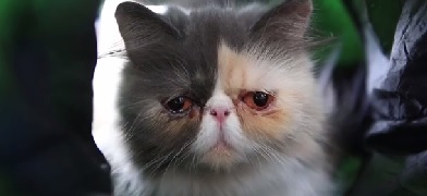 У Grumpy cat появилась конкурентка!