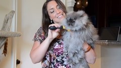 Полковник Мяу - кот с самой длинной шерстью Полковник Мяу - кот с самой длинной шерстью