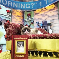 Усатая звезда интернета выпустила книгу! Усатая звезда интернета выпустила книгу!