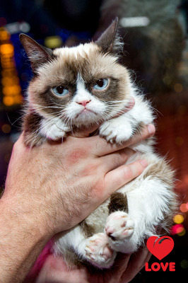 Рождественкая сказка Grumpy Cat