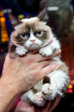 Рождественкая сказка Grumpy Cat Рождественкая сказка Grumpy Cat