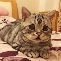 Кошка-пессимист Кошка-пессимист