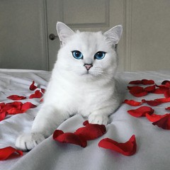 Кот Коби Кот Коби