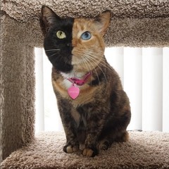 Кошка Венера Кошка Венера