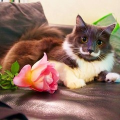 Кот Гамильтон Кот Гамильтон