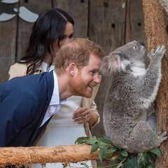 Принц Гарри и Меган Маркл в зоопарке Taronga Zoo