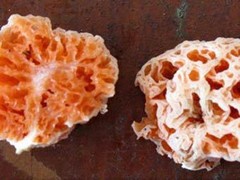 Spongiforma Squarepantsii Spongiforma Squarepantsii