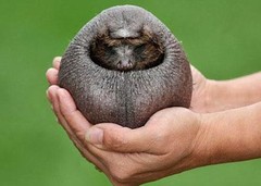Ежик Ежик
