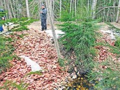 В эстонском лесу нашли тонну колбасы