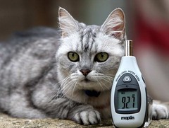 Кот Смоки Кот Смоки