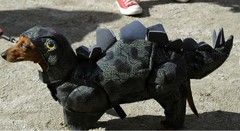 Собака в костюме дракона Собака в костюме дракона