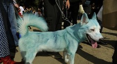 Собака Собака