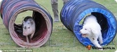 В Англии живет самый спортивный поросенок в мире В Англии живет самый спортивный поросенок в мире