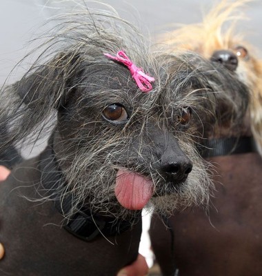 Самой уродливой в мире собакой стал кобель Магли из Великобритании