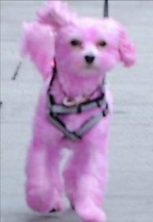 Эмма Уотсон покрасила свою собаку в розовый цвет