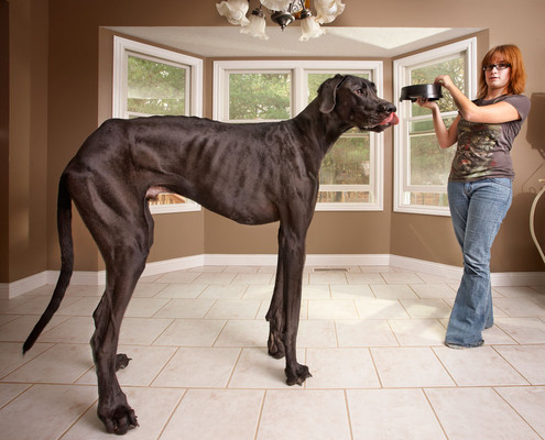 Самая высокая собака в мире живет в США
