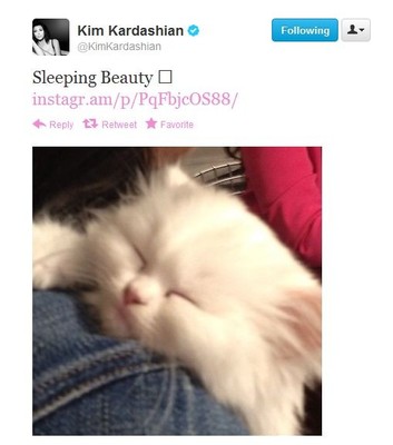 Ким Кардашиян завела котёнка