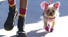 Уиллоу Смит покрасила собаку в розовый цвет